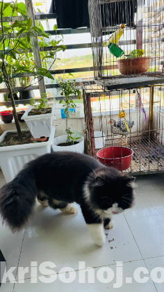 Adult male cat